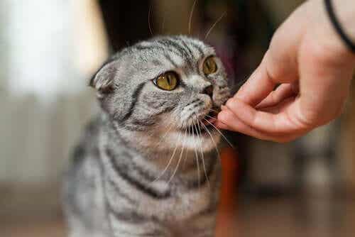En katt som spiser fra en hånd