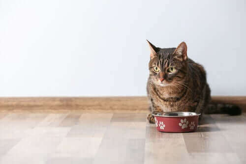 Forgiftning hos katter forårsaket av vanlig mat for mennesker