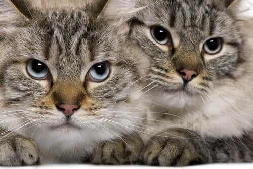 To gråstripete katter