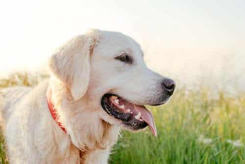 En Golden Retriever er blant de mest populære hunderasene