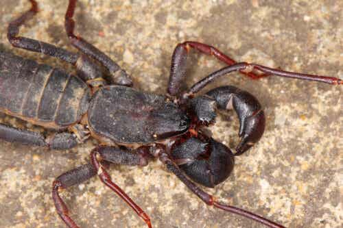 Et nærbilde av en svepeskorpion
