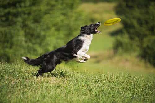 En hund som fanger en frisbee i luften.
