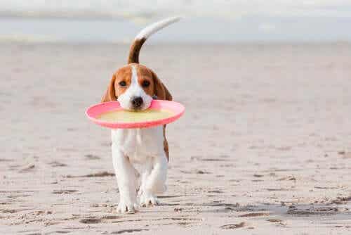 En hund som går på stranden med en frisbee i munnen.