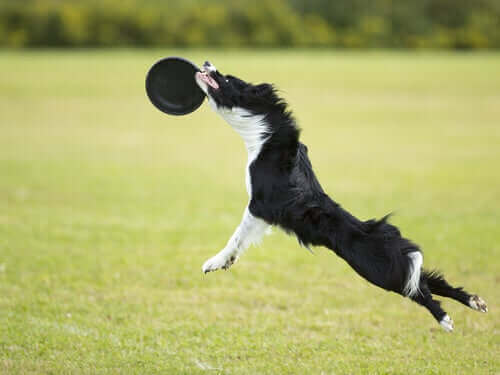 Leker å leke i parken med hunden din: Hundefrisbee
