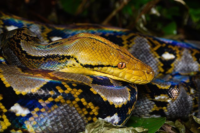 nettpyton er en av de største slangene i verden