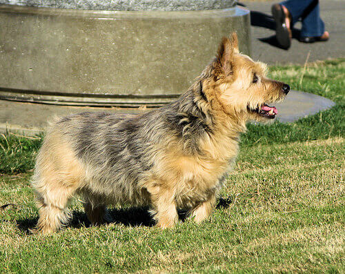 Norwich terrier er en av hunderasene fra England