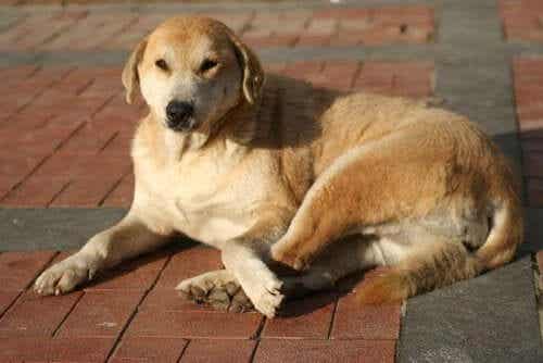 anatolsk gjeterhund fra det sentrale Tyrkia