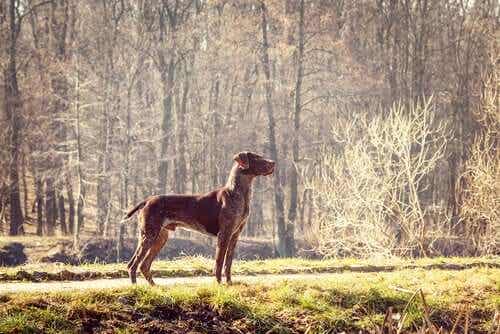 En pointer i skogen som er en av de vanligste hunderasene fra England