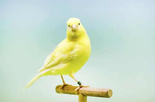 En gul fugl