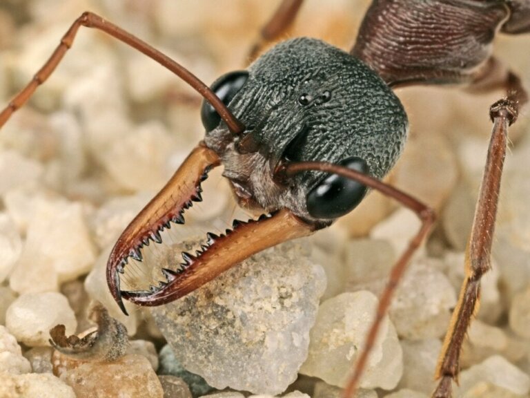 Betydningen av maur i økosystemer