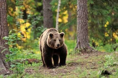 De åtte vanligste bjørneartene i verden