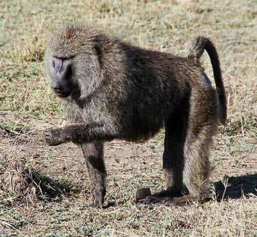 En bavian som spiser fra bakken.