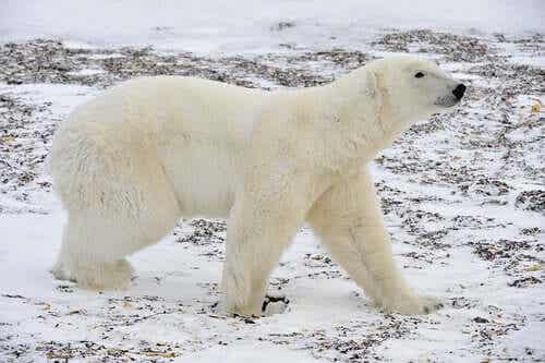 En isbjørn.