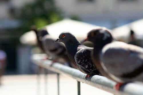Fugler som sitter på en rekke.