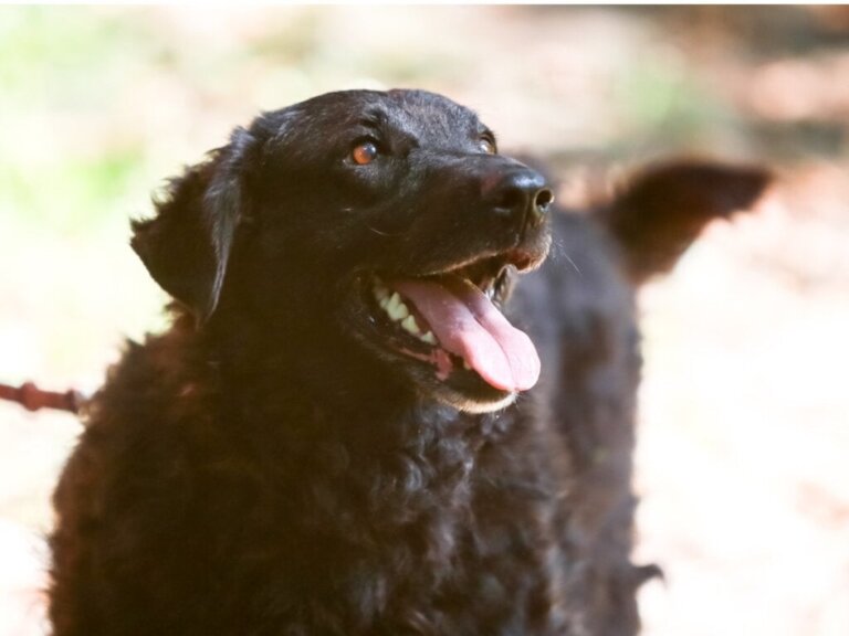 Kroatisk gjeterhund: Alt om denne rasen
