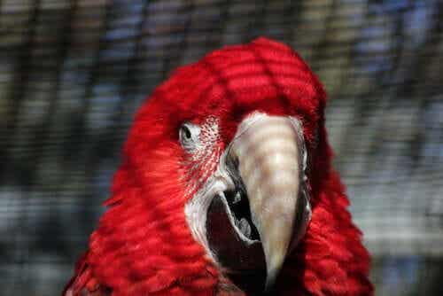 Nærbilde av en rød papegøye.
