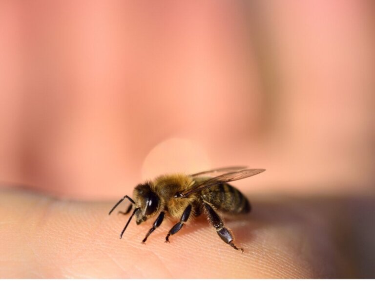 Dør bier etter å ha stukket?