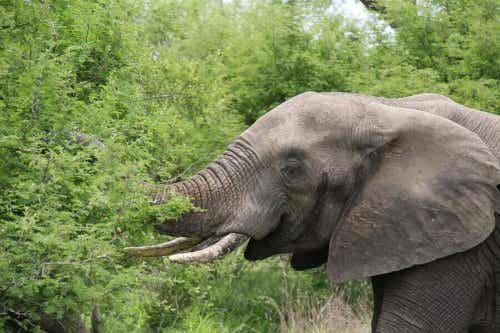 En elefant som spiser planter