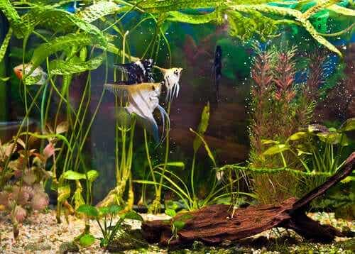 Fisk som svømmer i et akvarium
