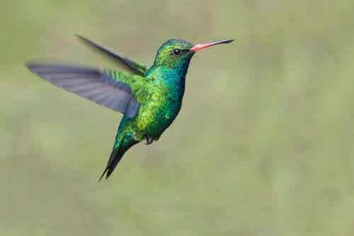 En kolibri