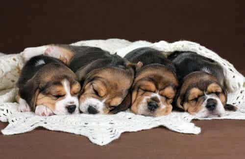 Beagle valper som sover