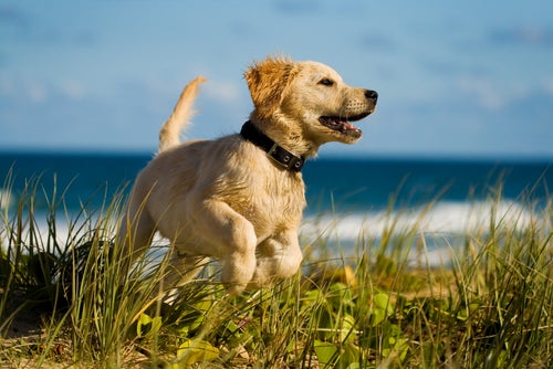 Hunders hemmeligheter: 10 ting hunden ikke forteller deg om helsen sin