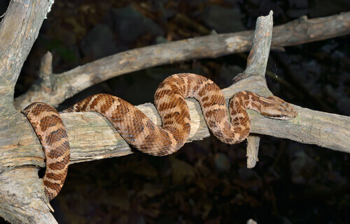 En slange på en gren.