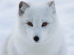 5 utrydningstruede dyr på Nordpolen
