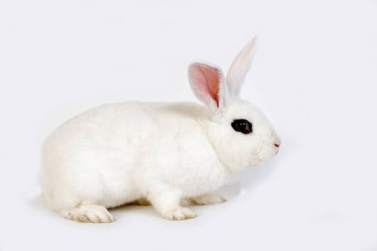Kaninrasen hotot: Kjennetegn og omsorg