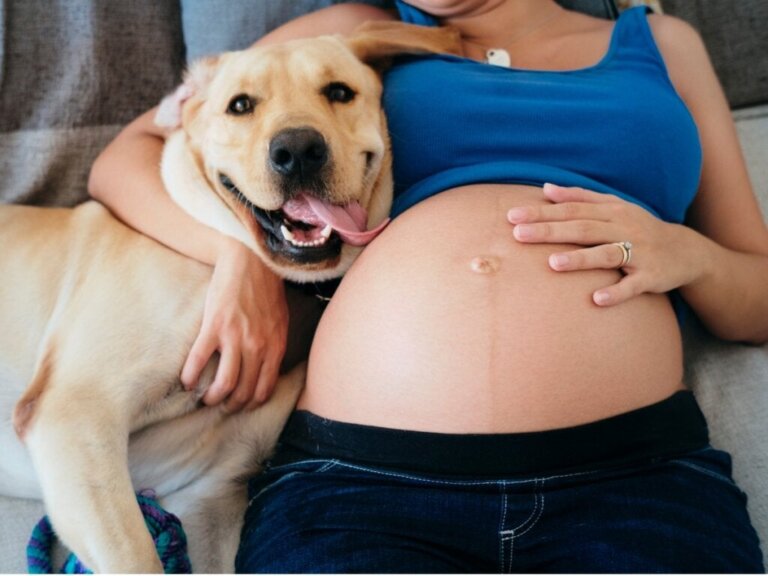 Kan hunder oppdage graviditet?