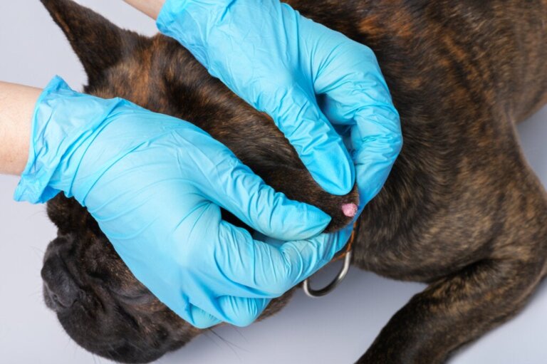 Papillomer hos hunder: Årsaker, symptomer og behandlinger