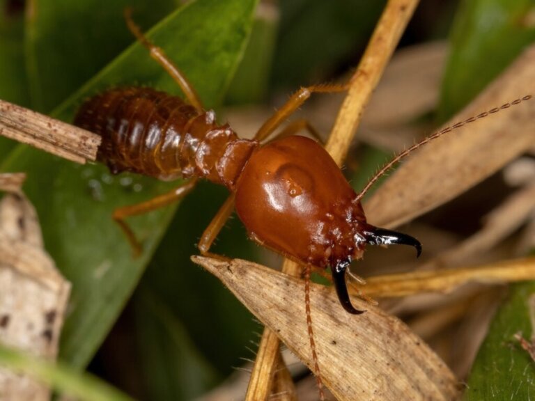 10 kuriositeter om termitter