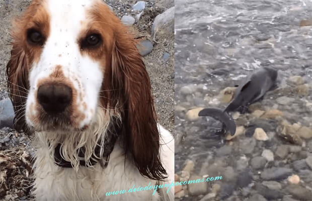 Utrolig: Strandet delfin reddet av hund