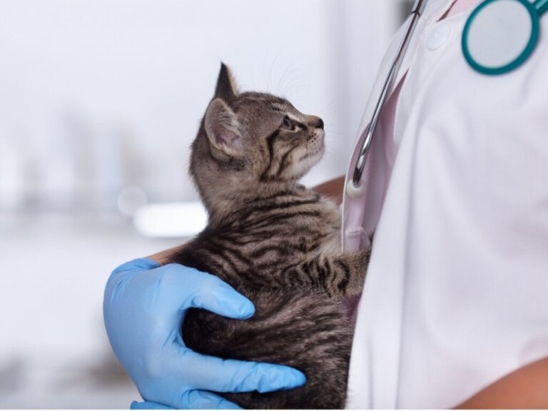 Lymfom hos katter: Årsaker, symptomer og behandling