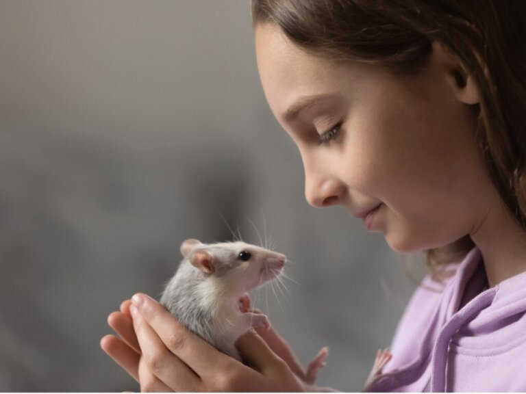 9 typer rotter man kan ha som kjæledyr