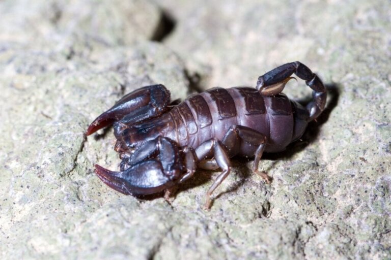Hvordan og hva spiser skorpioner?