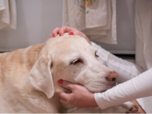 12 tegn på at hunden din kan ha kreft