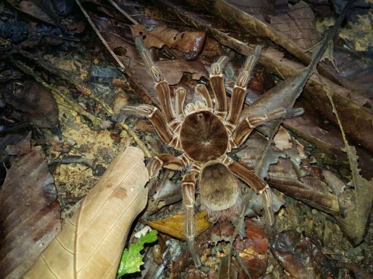 Bli kjent med goliattarantell, verdens største edderkopp