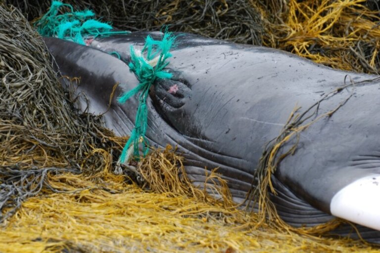 Delfiner, hvaler og skilpadder – Ofre for forurensning i Sri Lanka