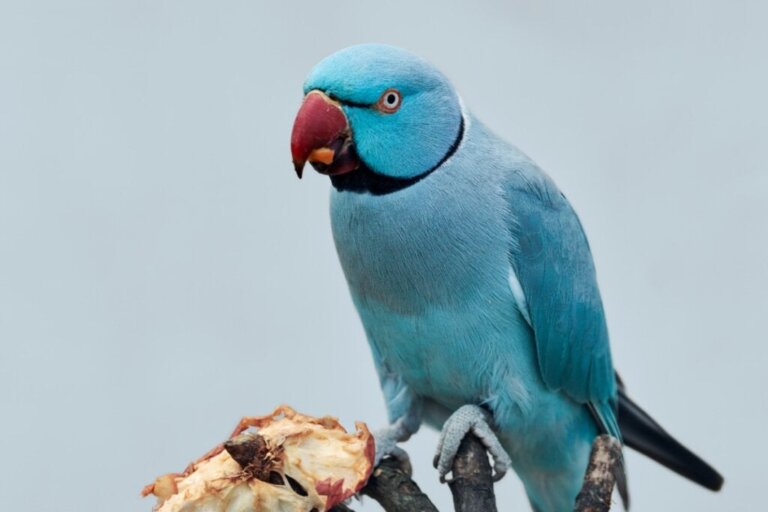 Kan papegøyer spise kjøtt?