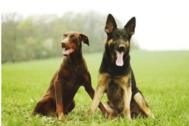5 forskjeller mellom dobermann og schäferhund