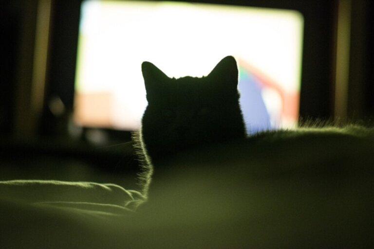 Hvorfor liker katten min å se på TV?