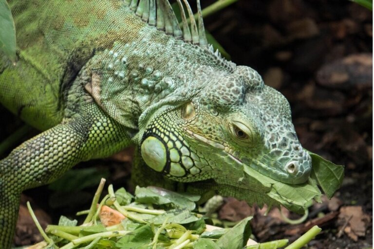Iguanen min spiser ikke: Hvorfor?