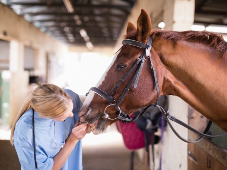 Metabolske forstyrrelser hos hester