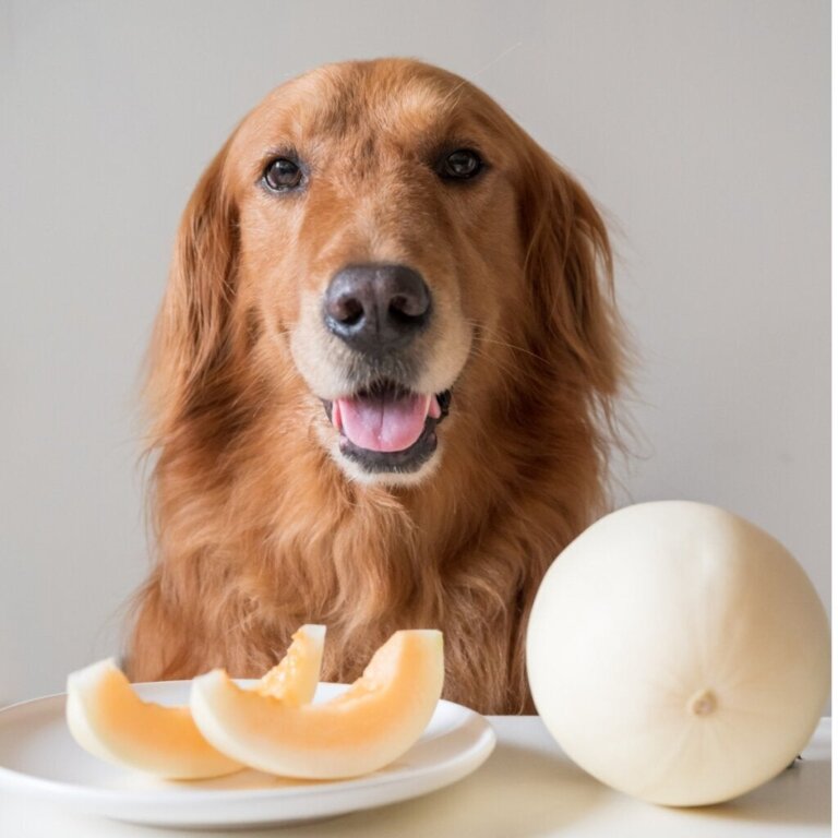 Kan hunder spise melon?