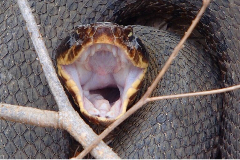 Stomatitt hos reptiler: årsaker, symptomer og behandling