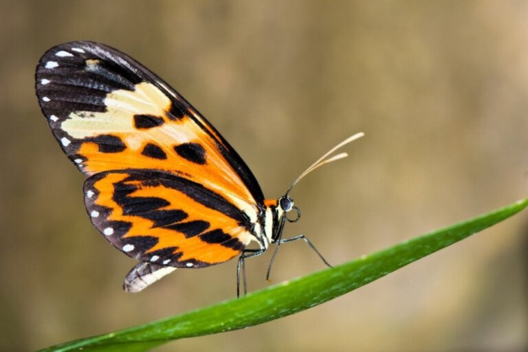 Kan sommerfugler endre fargen på vingene sine?