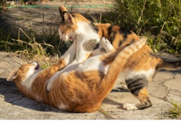 Hvordan kan man skille to katter som slåss?