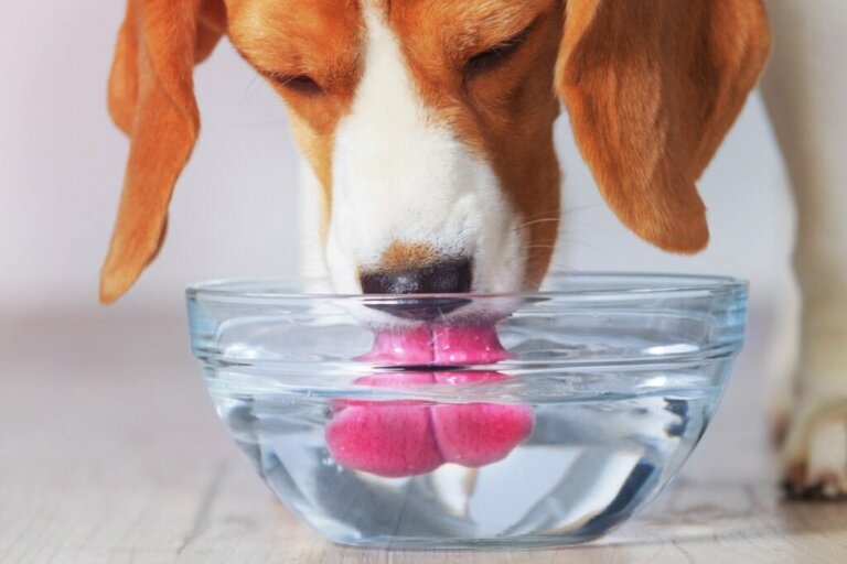 Hvor mye vann trenger hunden min per dag?