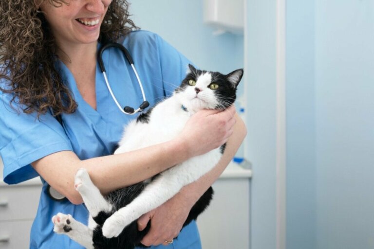 Abscesser hos katter: årsaker, symptomer og behandling